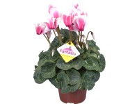Mini ciklámen különböző színekben cserépátmérő: kb. 6 cm Cyclamen persicum Mini ciklámen különböző színekben cserépátmérő: kb. 6 cm Cyclamen persicum