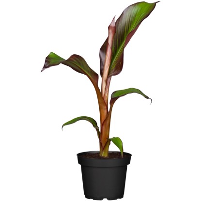 "Maurelli" vörös díszbanán mag. kb. 60-80 cm cserépátmérő kb. 24 cm Musa ensete