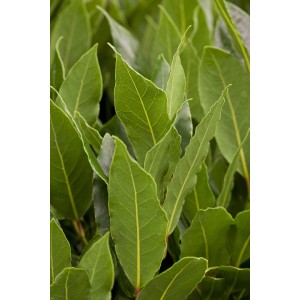 Friss babérbokor (Laurus nobilis) cserépben, ideális ételek ízesítésére.