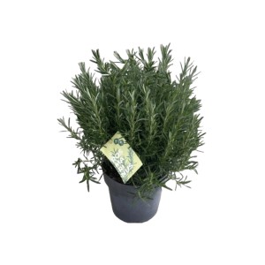 XXL rozmaring bokor cserépben (Ø 27cm), Rosmarinus officinalis, kertbe és cserépbe.