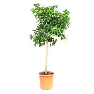 GROW by OBI Citrom Ministamm cserépben, kb. 100 cm magas. Cserepes növény napos helyekre.