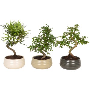 Három szobai bonsai kerámia cserépben (kb. 19 cm Ø) különböző levélformákkal és cserépszínnel.