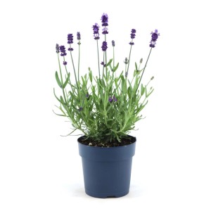 Grow by OBI Levendula Felice cserépben, lila virágok és zöld levelek.