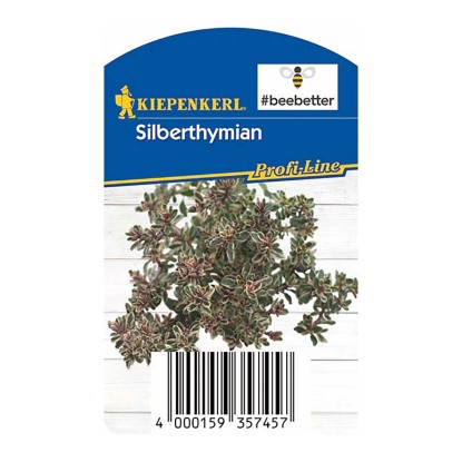 Kerti kakukkfű "Silver Queen" cserépátmérő: kb. 12 cm Thymus