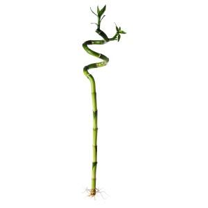 Spirál szárú szerencsebambusz (Dracaena sanderiana), kb. 60 cm magas, fehér háttér előtt.