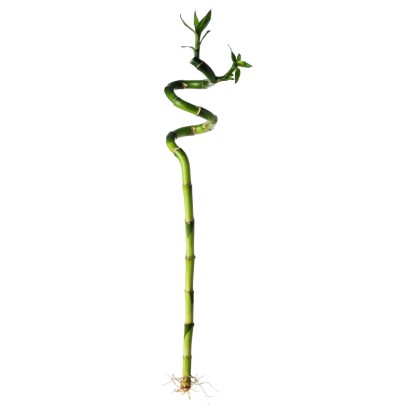 Spirál szárú szerencsebambusz (Dracaena sanderiana), kb. 60 cm magas, fehér háttér előtt.