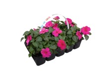 Impatiens 10 pack