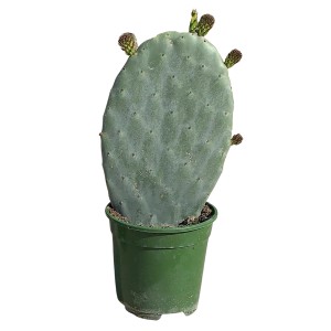 Füge kaktusz (Opuntia vulgaris) cserépben, kb. 10-20 cm magas. Cserepes növény lapos hajtásszegmensekkel.