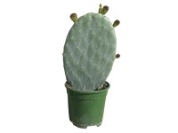 Fügekaktusz magasság kb. 10 - 20 cm cserépátmérő kb. 12 cm Opuntia vulgaris Fügekaktusz magasság kb. 10 - 20 cm cserépátmérő kb. 12 cm Opuntia vulgaris