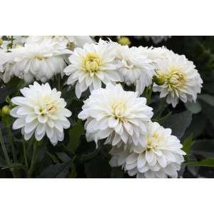 Fehér skarlát dália (Dahlia coccinea) cserépben, dekoratív növény ágyásokba és erkélyekre.