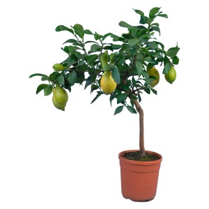 Citrus Lemon törzsön cserépben, sárgászöld gyümölcsökkel. Dekoratív dézsás növény teraszra és kertbe.