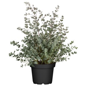 Eukaliptusz bokor (Eucalyptus gunnii) cserépben, kb. 80-100 cm magas, ideális dézsás ültetéshez.