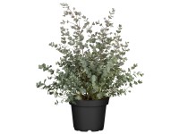 Eukaliptusz bokros magasság kb. 80-100 cm cserép Ø kb. 30 cm Eucalyptus gunnii
