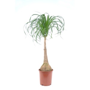 Elefántláb (Beaucarnea recurvata) cserépben, kb. 90-95 cm magas. Szobanövény jellegzetes törzzsel.
