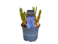 Gyöngyike magasság kb. 10 cm - 15 cm cserépátmérő kb. 9 cm Muscari