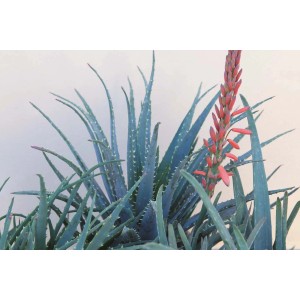GROW by OBI Aloe Vera piros virágokkal, kb. 20-30 cm magas, 6 l-es cserépben.