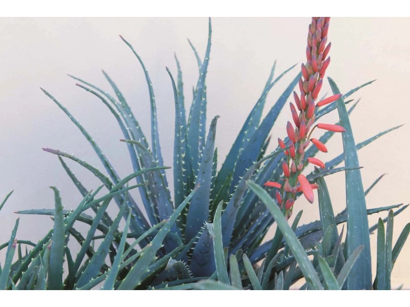 Aloe vera