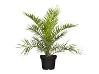 Kanári datolyapálma magasság kb. 120 cm - 140 cm cserépátmérő kb. 40 cm