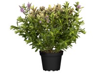 Quattro örökzöld veronikacserje cserépátmérő kb. 19 cm Hebe andersonii Quattro örökzöld veronikacserje cserépátmérő kb. 19 cm Hebe andersonii