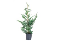 GROW by OBI Leyland-ciprus magasság kb. 150 cm Cupressocyparis leylandii