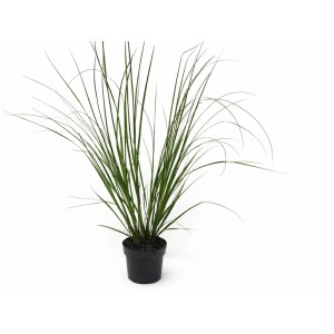 Ezüstös pampafű cserépben, Cortaderia selloana Senior, hosszú zöld szárak.
