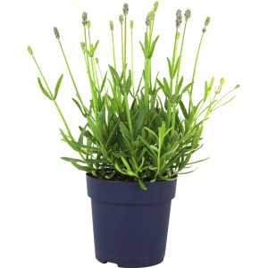 Levendula Felice cserépben, kb. 10,5 cm Ø. Illatos, többször virágzó Lavandula növény.