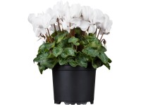 GROW by OBI GROW by OBI