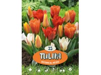 Tulipán 