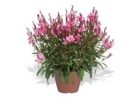 Virágzó évelő mix exkluzív 19 cm Virágzó évelő mix exkluzív 19 cm