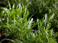 Bio szabdalt kányazsázsa cserépátmérő kb. 12 cm Bio szabdalt kányazsázsa cserépátmérő kb. 12 cm