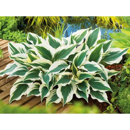 OBI árnyliliom fehér-tarka cserépátmérő: kb. 13 cm Hosta