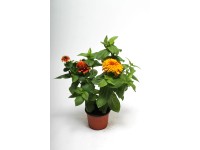 Rézvirág Zinnia 14 cm