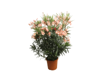 Leander bokor 22 cm Leander bokor 22 cm