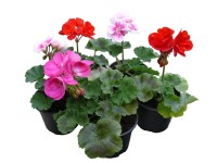 Állómuskátli prémium piros Állómuskátli prémium piros