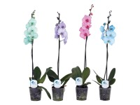 Phalaenopsis orchidea 1 szár színes 12 cm-es cserépben