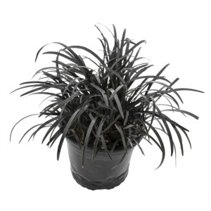 Fekete kígyószakáll (Ophiopogon planiscapus 'Nigrescens') cserépben.