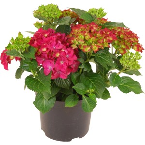 Piros bugás hortenzia cserépben, kb. 45 cm magas. Hydrangea Macrophylla zöld levelekkel.