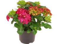 Kerti hortenzia piros magasság kb. 45 cm cserép kb. 5 l Hydrangea macrophylla