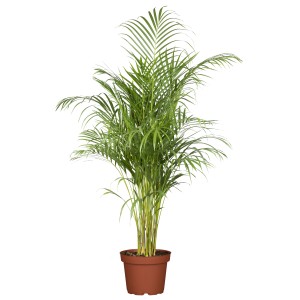 Aranypálma (Areca pálma) barna cserépben, kb. 50 cm magas. Zöld levelű szobanövény.