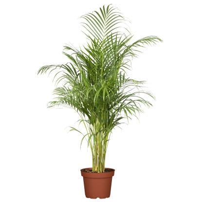 Aranypálma (Areca pálma) mag. kb. 50 cm cserépátmérő kb. 14 cm Dypsis lutescens