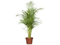 Aranypálma (Areca pálma) mag. kb. 50 cm cserépátmérő kb. 14 cm Dypsis lutescens Aranypálma (Areca pálma) mag. kb. 50 cm cserépátmérő kb. 14 cm Dypsis lutescens