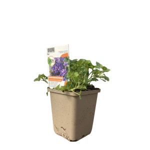 GROW by OBI Dalmát harangvirág cserépben, lila virágok. Párna évelő napos helyekre.