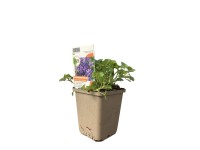 OBI dalmát harangvirág violakék cserépátmérő: kb. 9 cm x 9 cm Campanula OBI dalmát harangvirág violakék cserépátmérő: kb. 9 cm x 9 cm Campanula