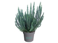 Közönséges csarab Közönséges csarab