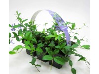 Kis télizöld 6 darabos csomag cserépátmérő: kb. 7 cm Vinca minor