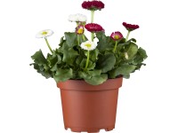 Duo százszorszép cserépátmérő: kb. 13 cm Bellis