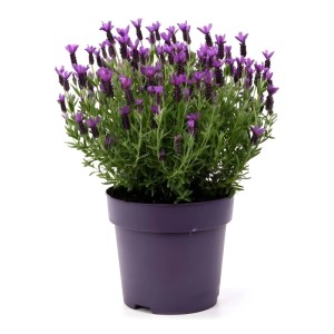 GROW by OBI Anouk Pink levendula lila virágokkal és rózsaszín murvalevelekkel lila cserépben. Dísznövény.