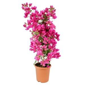 Bougainvillea (Drillingsblume) piramis cserépben, rózsaszín virágokkal.