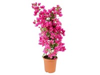Murvafürt piramis cserépátmérő: kb. 19 cm Bougainvillea Murvafürt piramis cserépátmérő: kb. 19 cm Bougainvillea