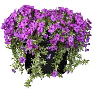 Kerti törpe lángvirág (Phlox) cserépben, lila virágok.